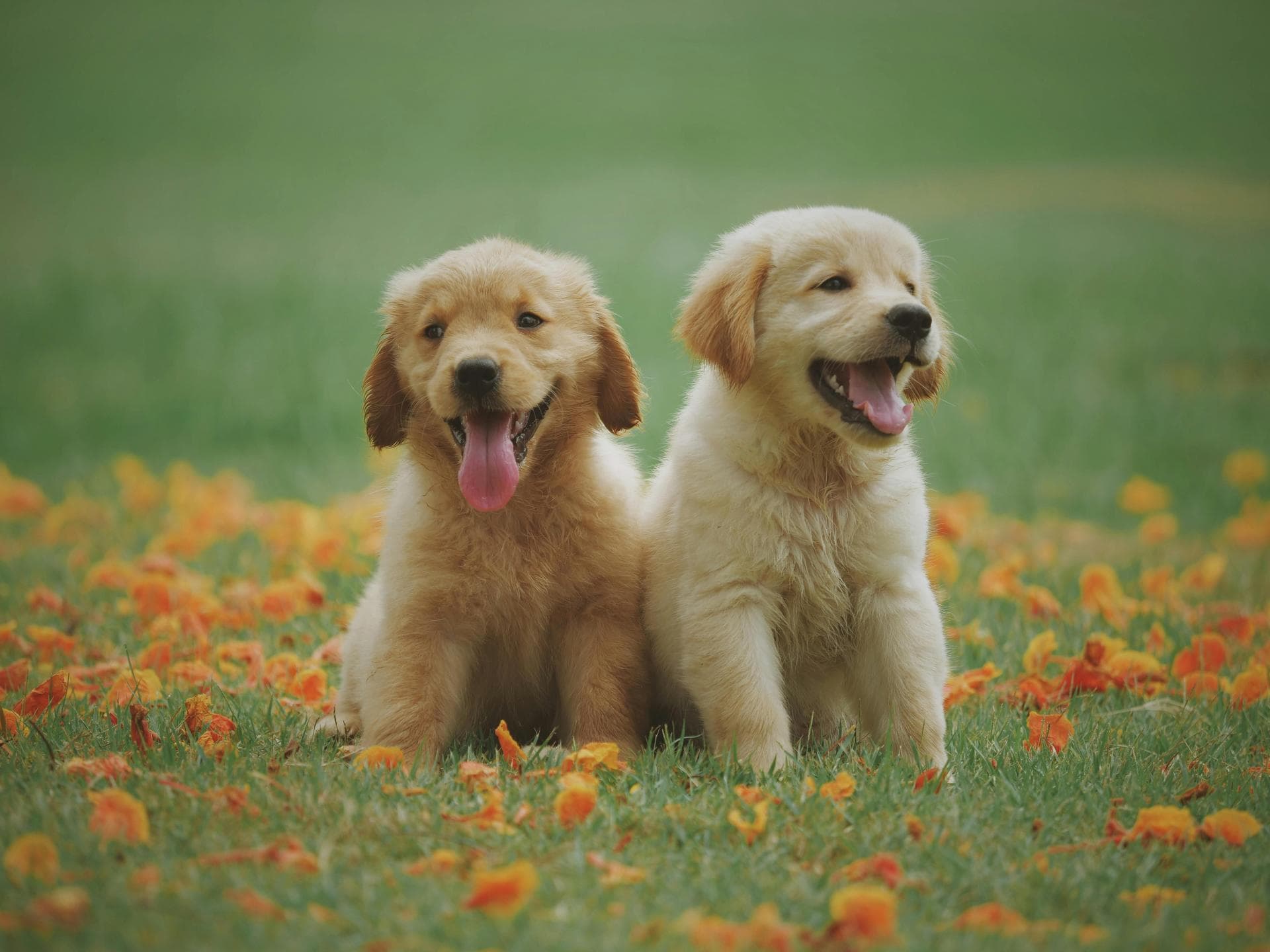 Kennel Cough Vaccine Prices in Barnet