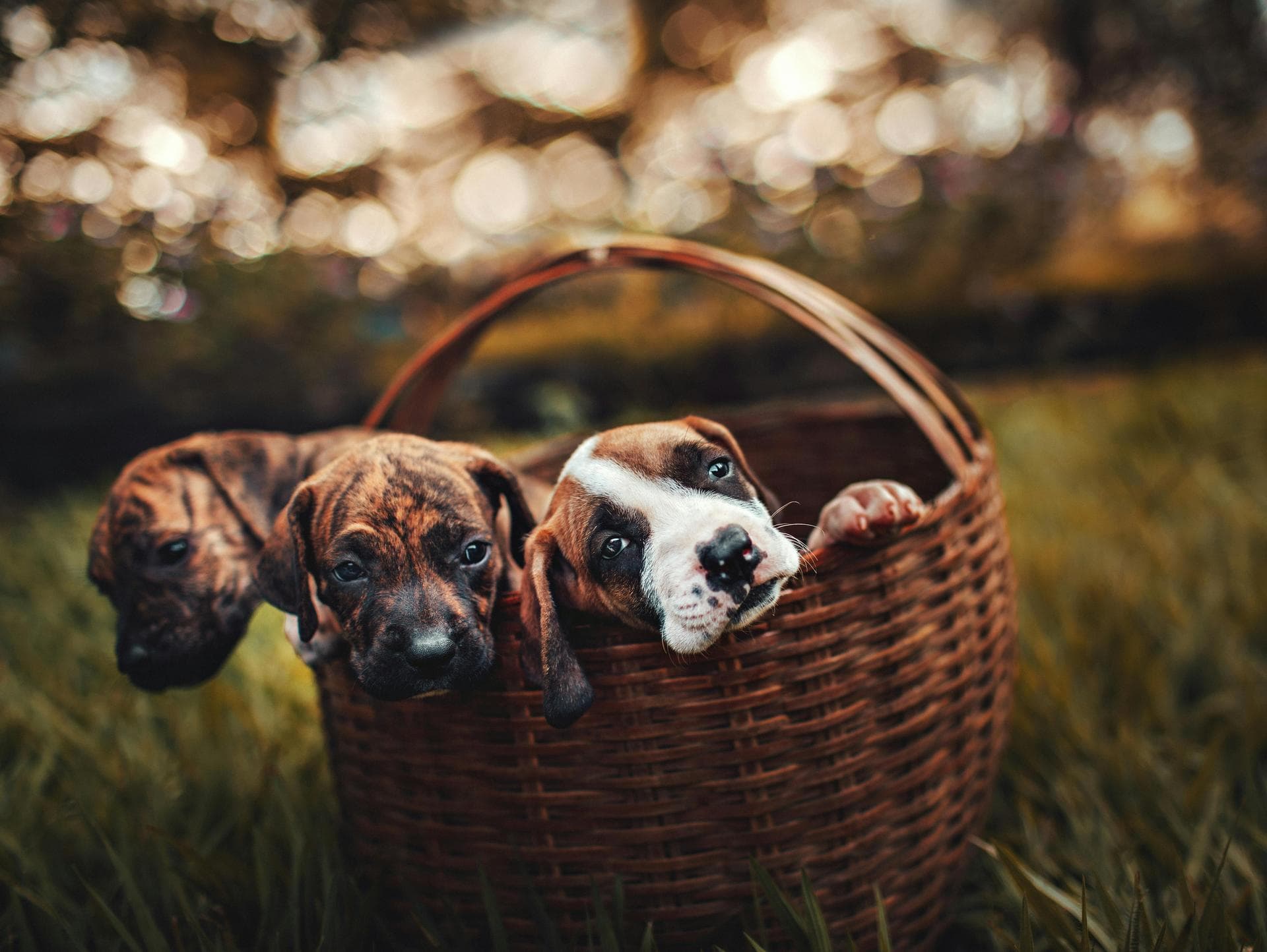 Specialist Vets in Barnet