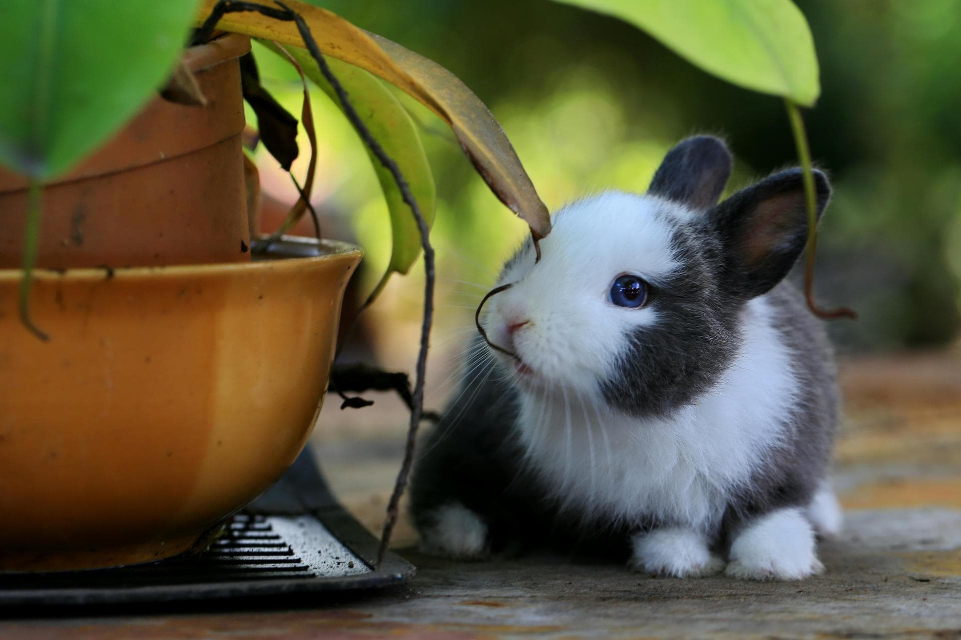 Bunny sitting with plant