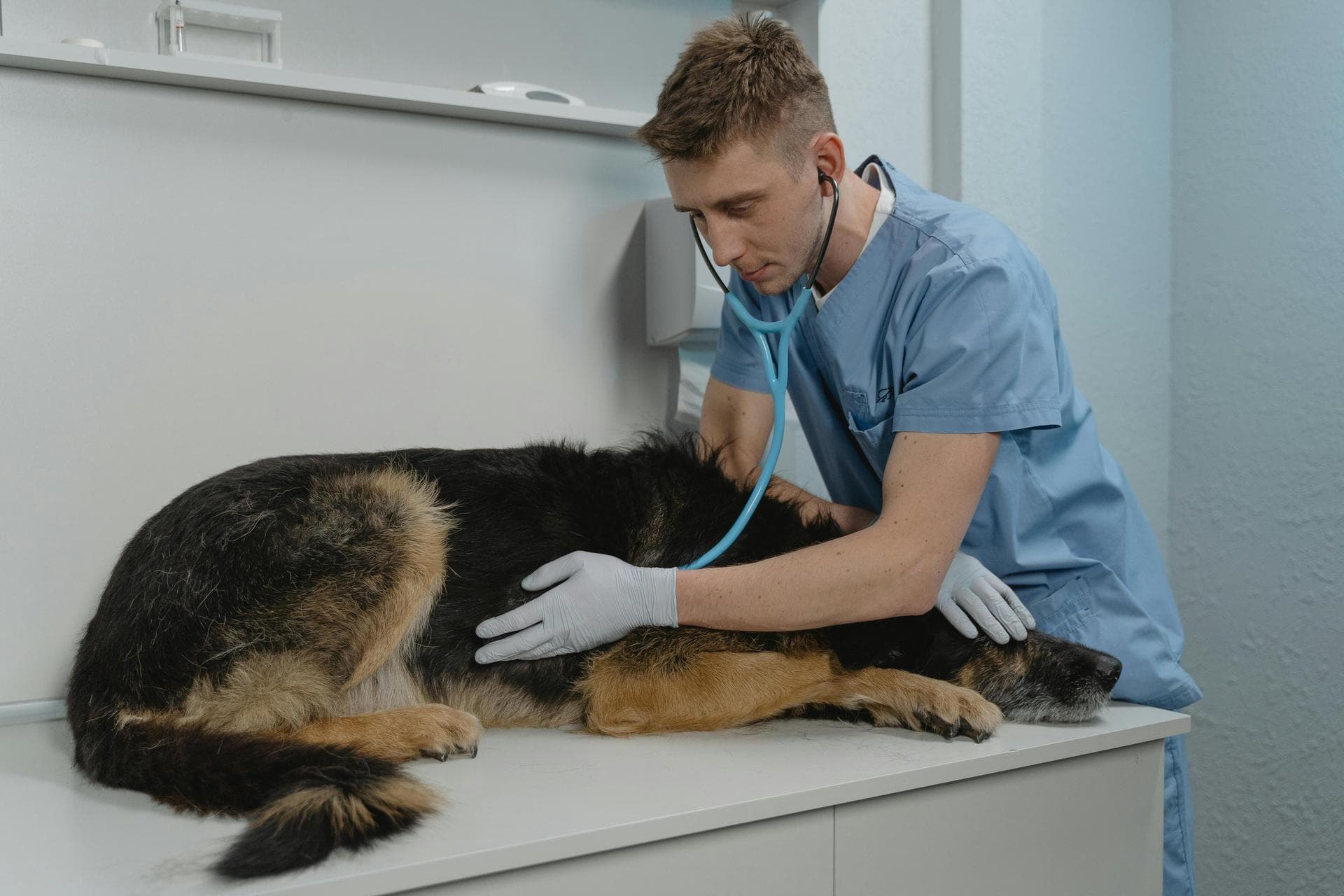 Dog & Cat Vets in Barnet