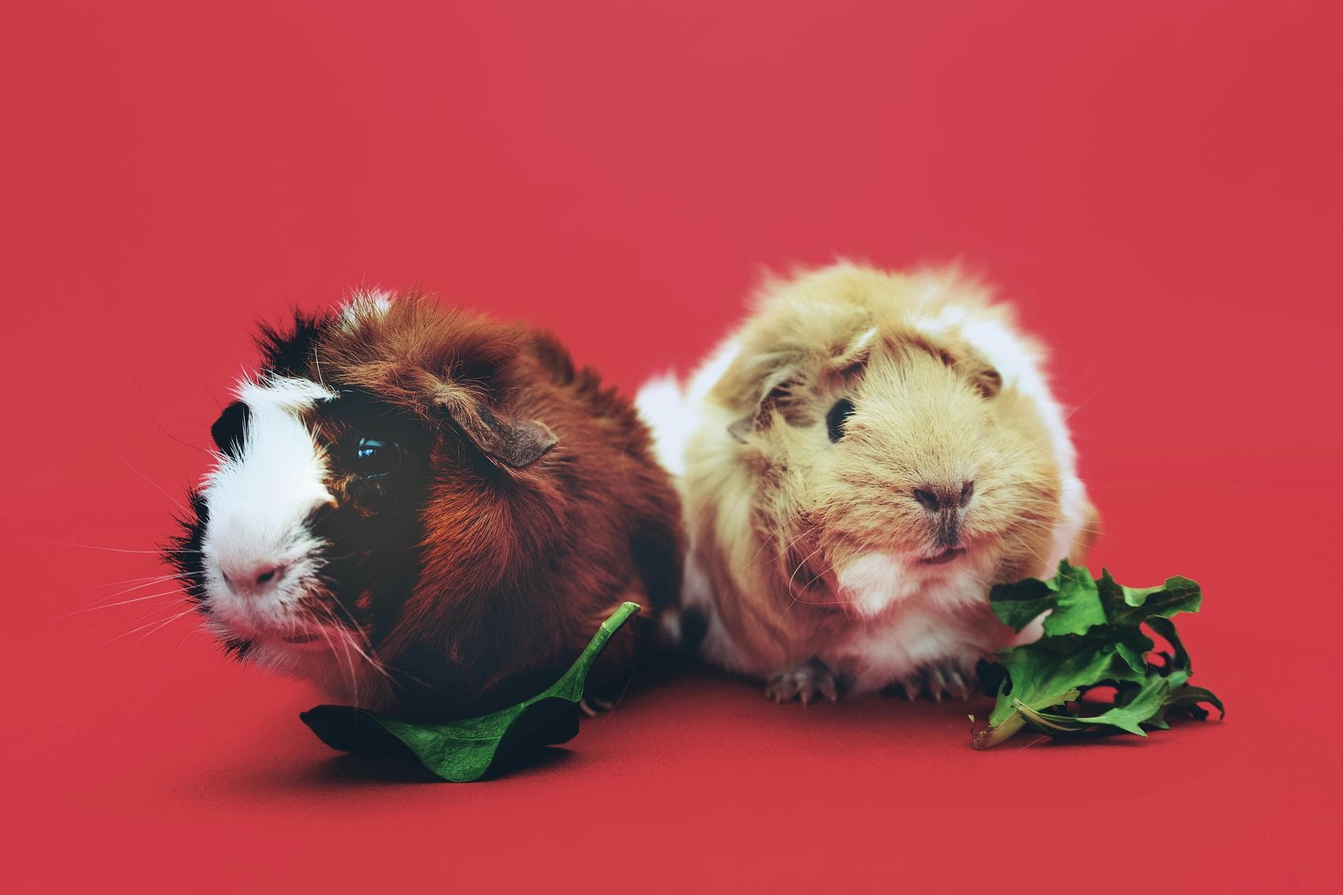 Cat Animal Health Certificate Pet Passport Prices in Barnet