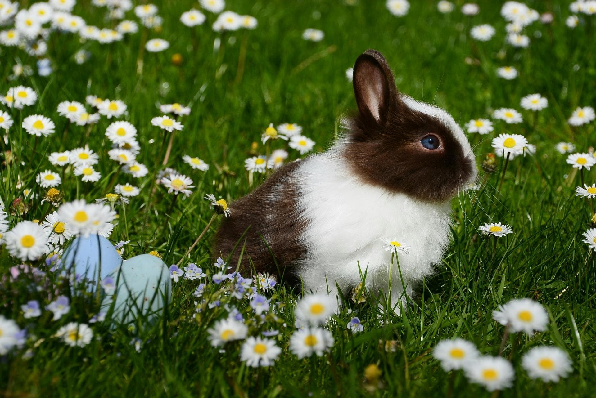 Farm & Large-Animal Vets near Barnet